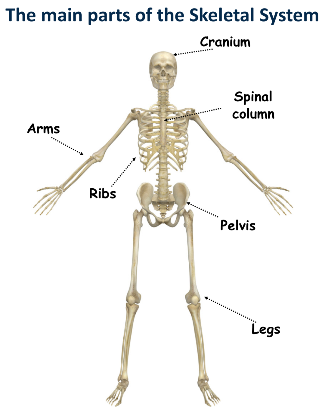 The Skeletal System Canadiensschool 3216