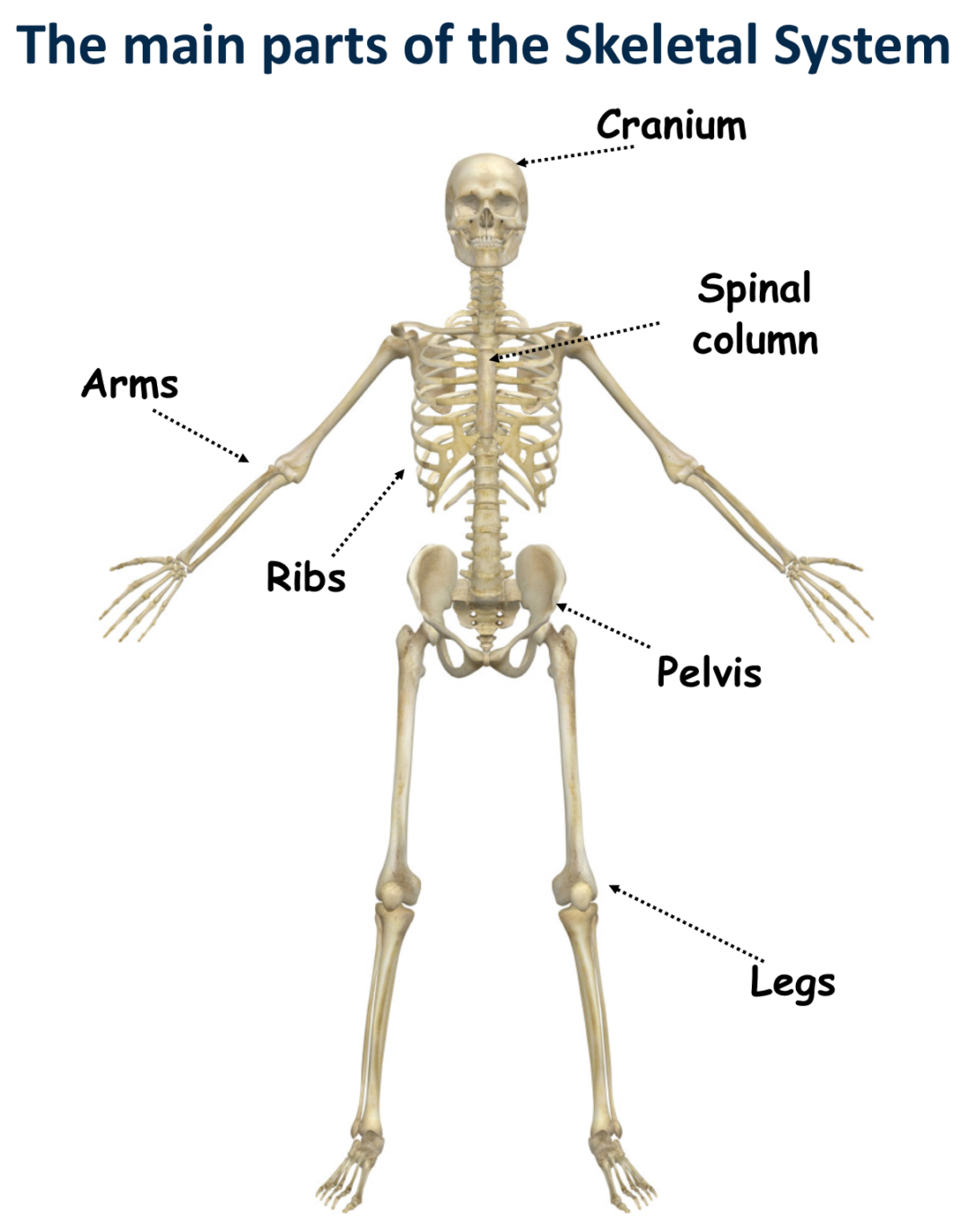 The Skeletal System - Canadiens@School