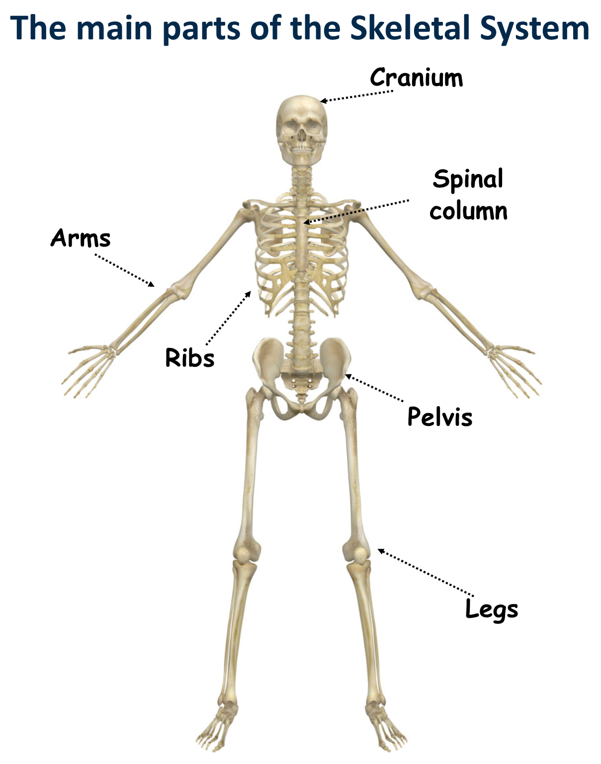 The Skeleton And Its Major Skeletal Systems Are Label 