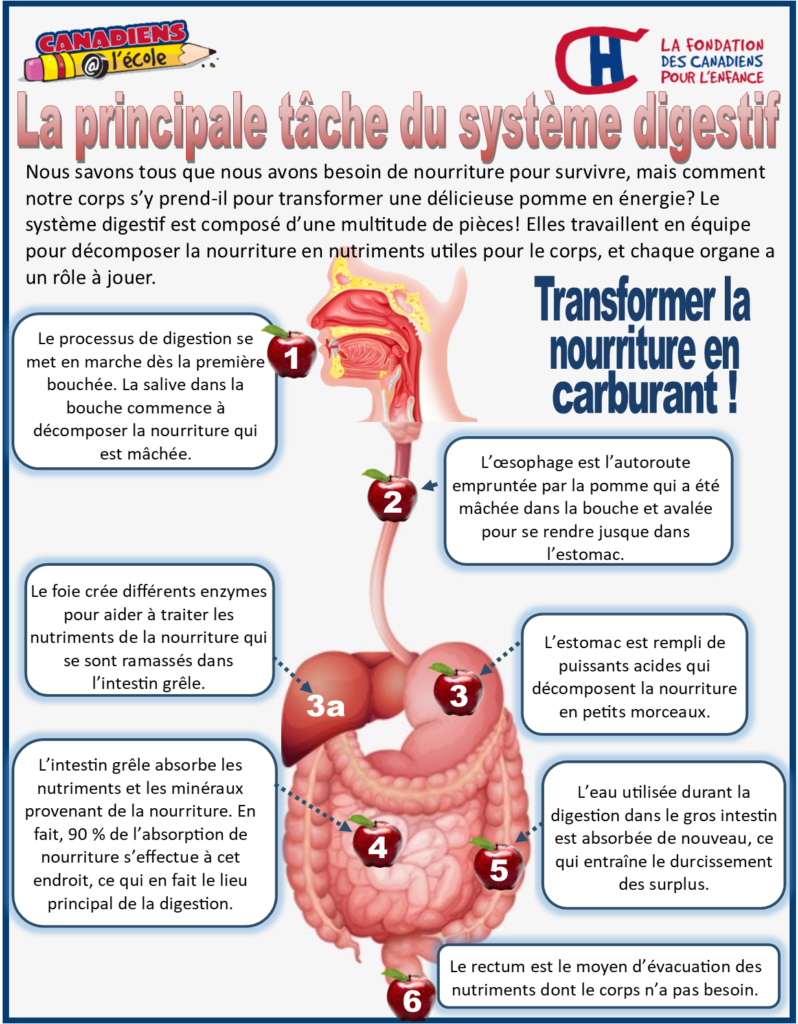 Le Système Digestif - Canadiens A L'école