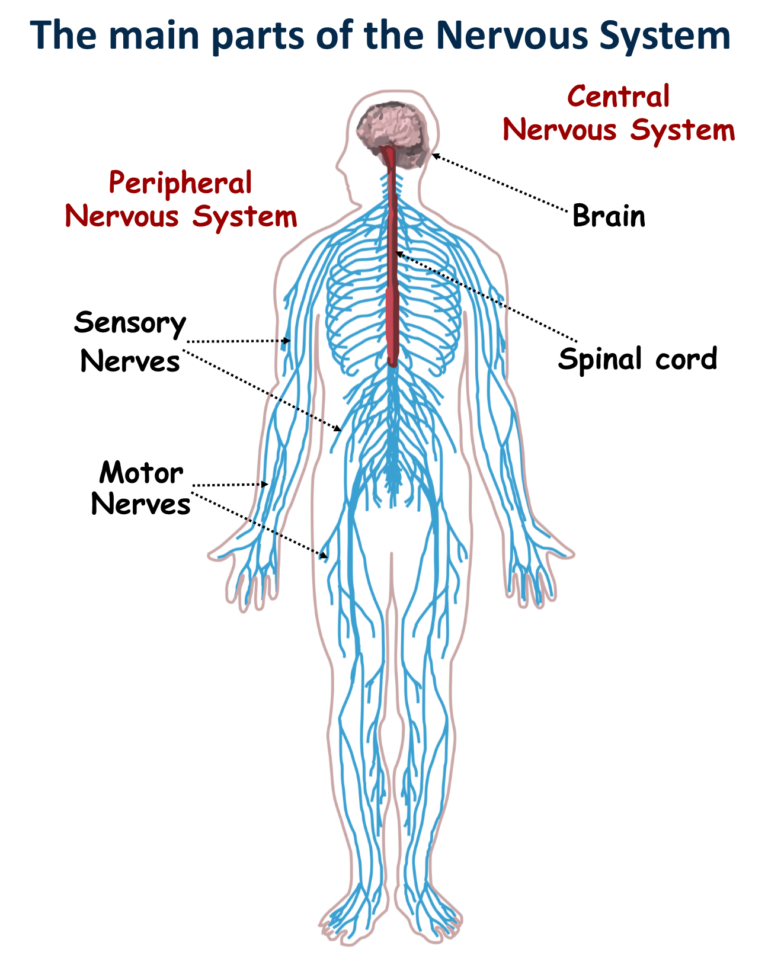 The Nervous System - Canadiens@school