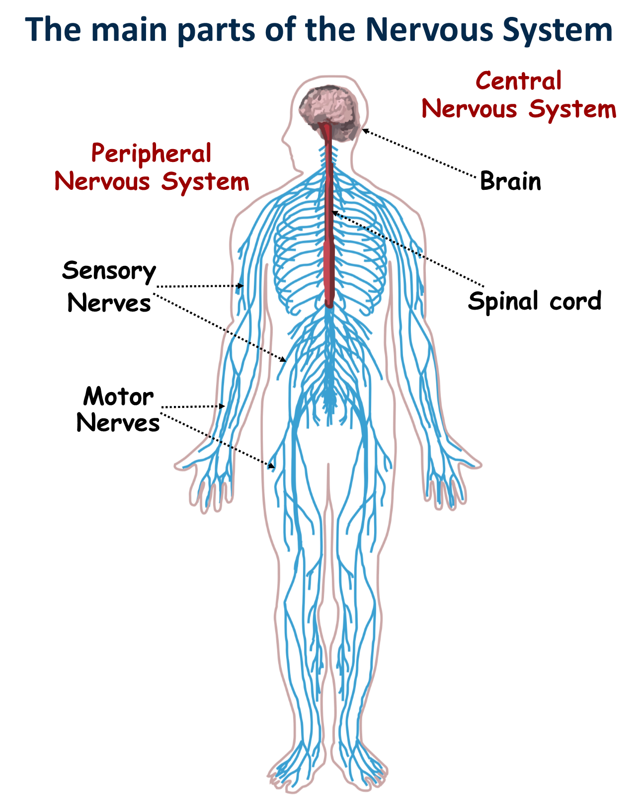 The Nervous System Canadiens School