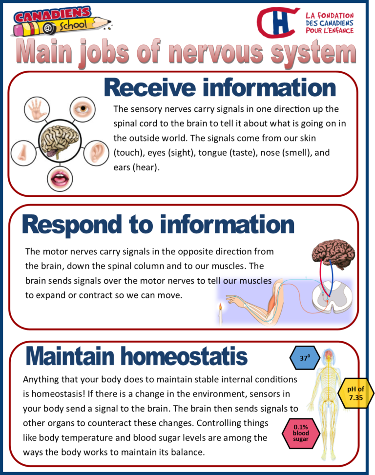 The Nervous System Canadiensschool