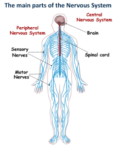 The Nervous System - Canadiens@School